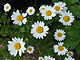 Several daisies (Asteroideae) top.jpg