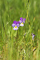 Viola tricolor LC0041.jpg