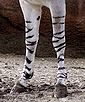 African wild Ass-legs.jpg