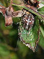 Araneus-diadematus-gartenkreuzspinne.jpg