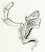 Chrysobothris affinis Reitter3.JPG
