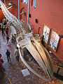 Stralsund, Germany, Meeresmuseum, Walskelett (2006-10-23).JPG