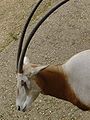 Zoo de Vincennes - Oryx algazelle (2).jpg